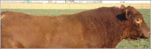 Alexander Ag Bull