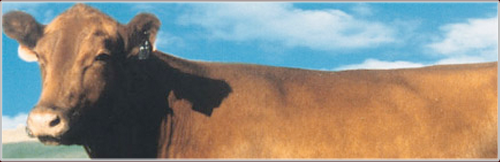 Cow